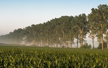 pole kukurydzy i pas drzew we mgle
