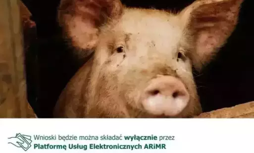 Zdjęcie do Inwestycje zapobiegające rozprzestrzenianiu się ASF - wkr&oacute;tce start naboru