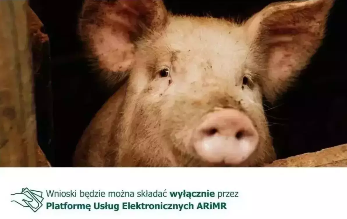 Zdjęcie do Inwestycje zapobiegające rozprzestrzenianiu się ASF - wkr&oacute;tce start naboru