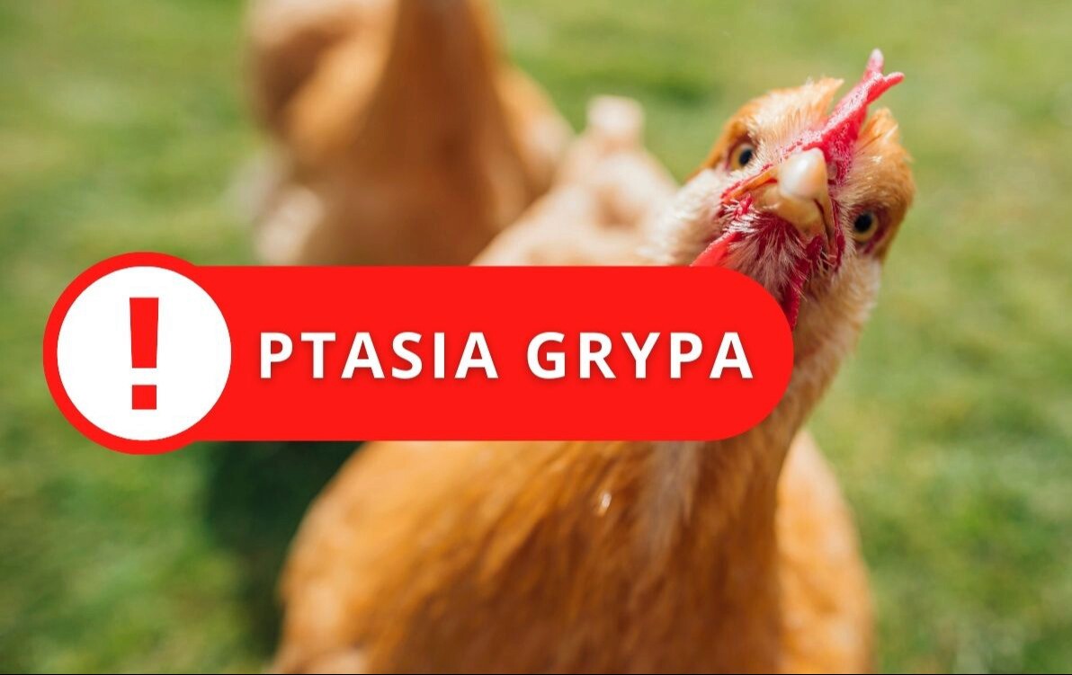 Zdjęcie do Uwaga! Informacja dla hodowc&oacute;w drobiu