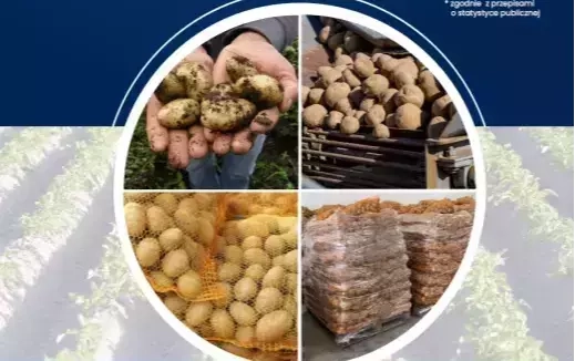 Zdjęcie do Oznakowanie ziemniak&oacute;w konsumpcyjnych i przemysłowych